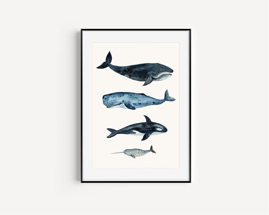 Whale sizes art print, Kids Bedroom Print, Education print, Classroom décor, Whale watercolour gift art, Learning resources, Childrens Room,